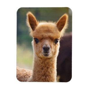 Magnet Flexible Aimant Cute Alpaca