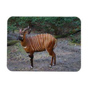 Magnet Flexible Aimant de bongo (antilope)