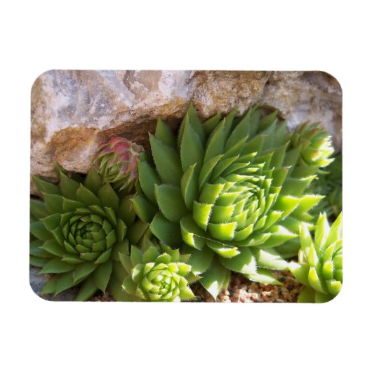 Magnet Flexible Aimant de cactus (Horizontal)