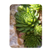 Magnet Flexible Aimant de cactus (Vertical)