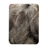 Magnet Flexible Aimant de chat gris (Vertical)