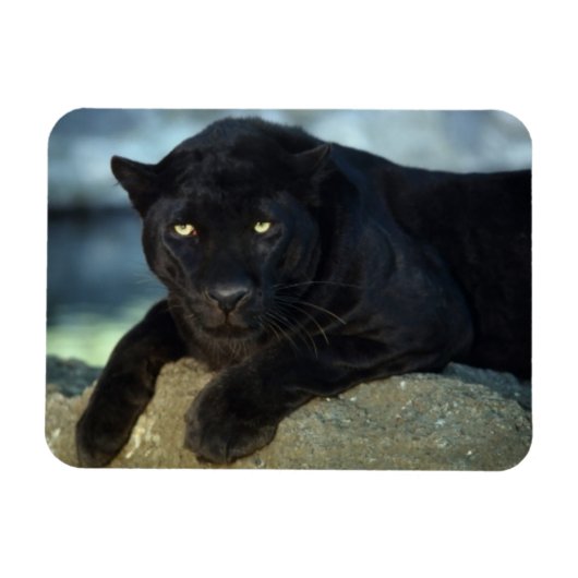 Magnet Flexible Aimant de chat noir (Horizontal)