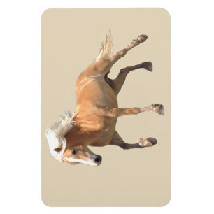 Magnet Flexible Aimant de cheval de Haflinger