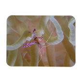 Magnet Flexible Aimant de crevette nettoyant tacheté (Horizontal)