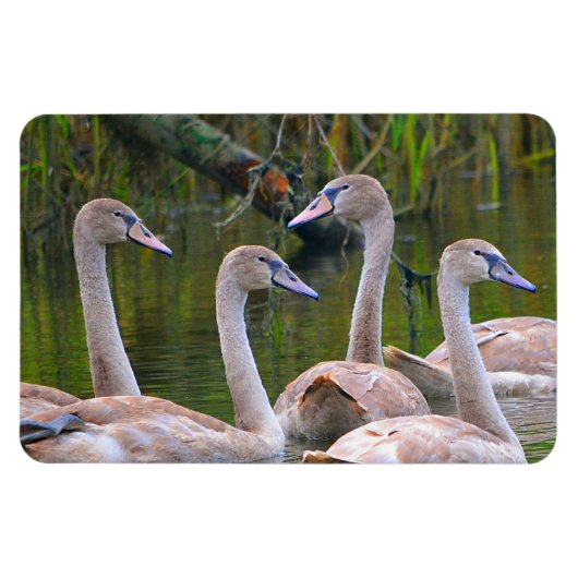 Magnet Flexible Aimant de cygne (Horizontal)
