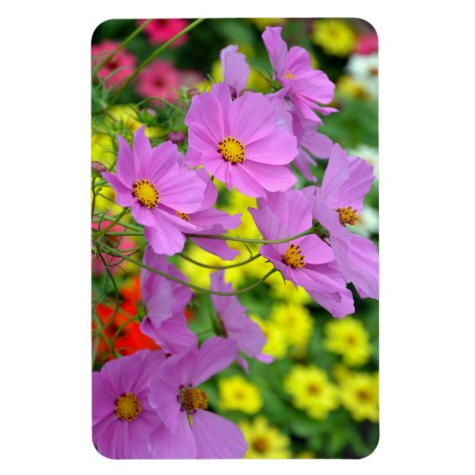 Magnet Flexible Aimant de fleurs de cosmos mauve (Vertical)