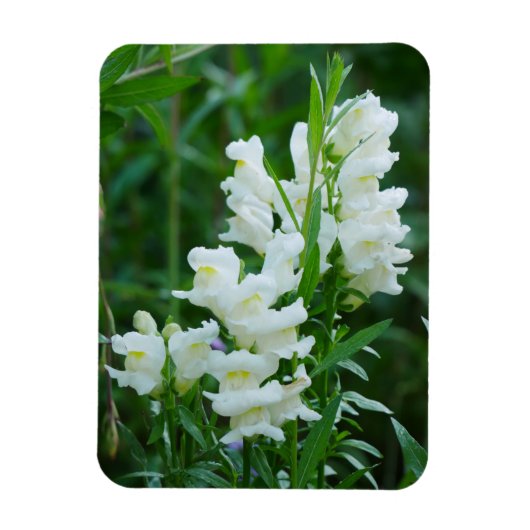 Magnet Flexible Aimant de Fleurs de Snapdragon Blanc (Vertical)
