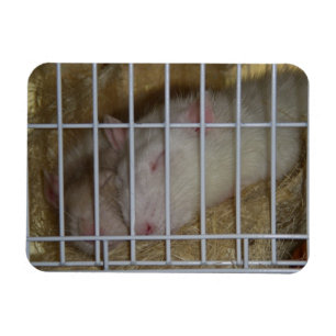 Magnet Flexible Aimant de Flexi de rats de sommeil