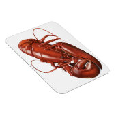 Magnet Flexible Aimant de homard (Côté Droit)