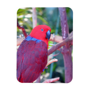 Magnet Flexible Aimant de perroquet d'eclectus coloré