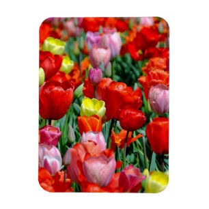 Magnet Flexible Aimant de photo de jardin de tulipes jaunes et rou
