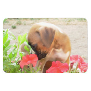 Magnet Flexible Aimant de photo du chiot 4x6 de boxeur