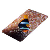 Magnet Flexible Aimant de poisson tropical (Côté Gauche)