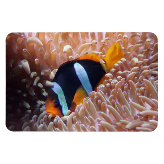 Magnet Flexible Aimant de poisson tropical (Horizontal)