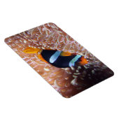 Magnet Flexible Aimant de poisson tropical (Côté Droit)