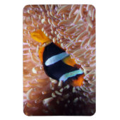 Magnet Flexible Aimant de poisson tropical (Vertical)