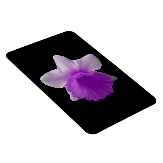 Magnet Flexible Aimant de première qualité Daffodil Purple (Côté Droit)