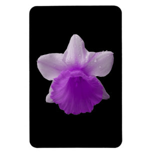 Magnet Flexible Aimant de première qualité Daffodil Purple