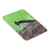 Magnet Flexible Aimant de profil Downy Woodpecker (Côté Droit)