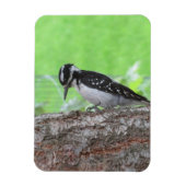 Magnet Flexible Aimant de profil Downy Woodpecker (Vertical)