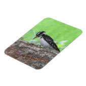 Magnet Flexible Aimant de profil Downy Woodpecker (Côté Gauche)