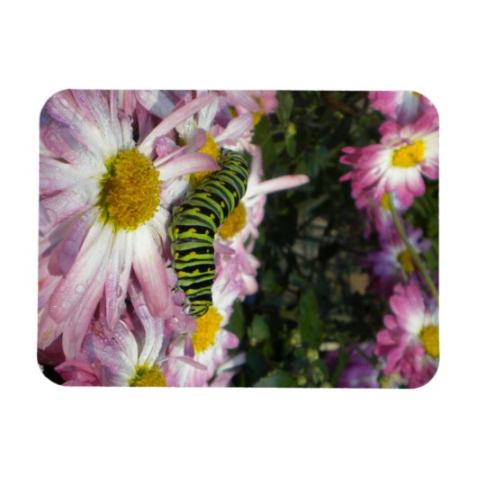 Magnet Flexible Aimant de promenade de chenille (Horizontal)