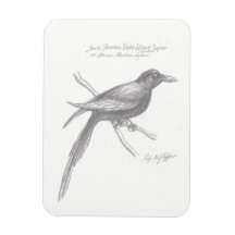 Aimant de saphir à ailes violettes du Tirnishan Su