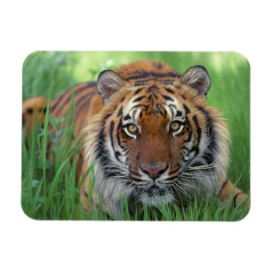 Magnet Flexible Aimant de tigre