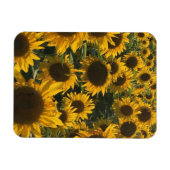 Magnet Flexible aimant de tournesol (Horizontal)