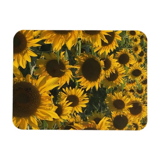 Magnet Flexible aimant de tournesol (Horizontal)