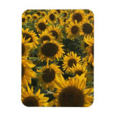 Magnet Flexible aimant de tournesol (Vertical)