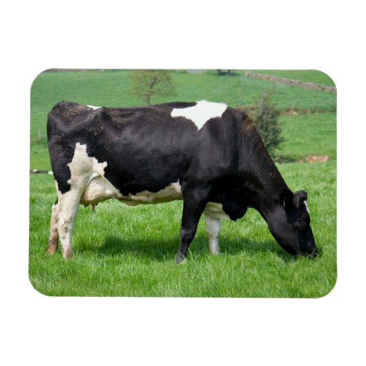 Magnet Flexible Aimant de vache Holstein (Horizontal)
