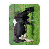 Magnet Flexible Aimant de vache Holstein (Vertical)
