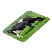 Magnet Flexible Aimant de vache Holstein (Côté Gauche)