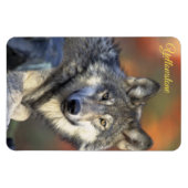 Magnet Flexible Aimant de Yellowstone Loup (Horizontal)