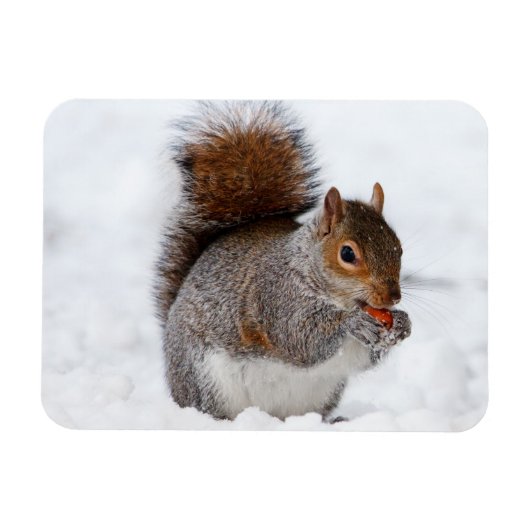 Magnet Flexible Aimant d'écureuil (Horizontal)