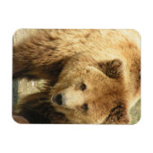 Magnet Flexible Aimant d'ours grizzli (Horizontal)