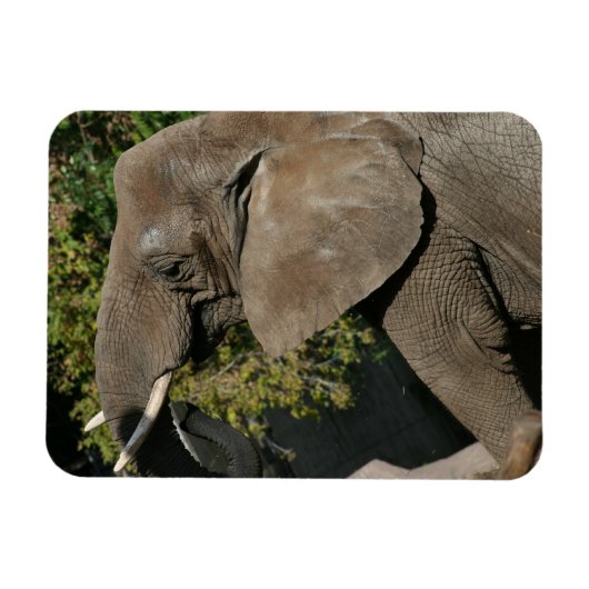 Magnet Flexible Aimant éléphant (Horizontal)