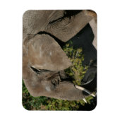 Magnet Flexible Aimant éléphant (Vertical)