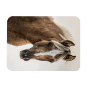 Magnet Flexible Aimant fileux de Coco Mustang (Horizontal)