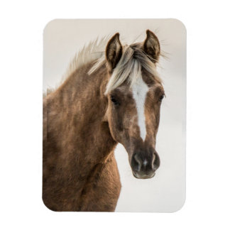 Magnet Flexible Aimant fileux de Coco Mustang