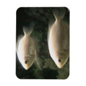 Magnet Flexible Aimant Fishies (Vertical)
