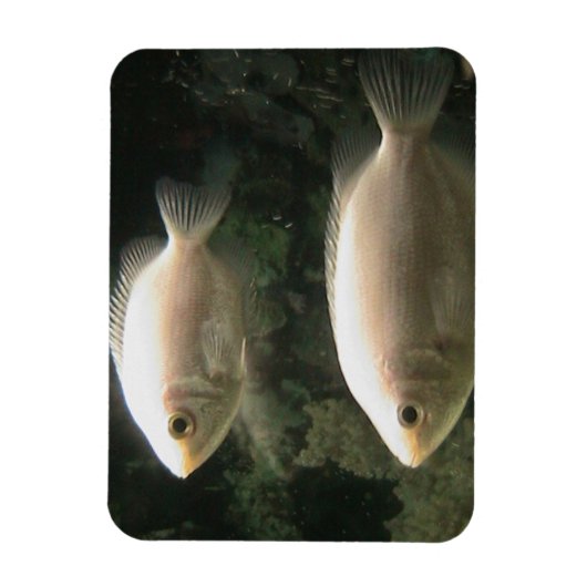 Magnet Flexible Aimant Fishies (Vertical)
