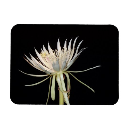 Magnet Flexible Aimant fleur de cactus (Horizontal)
