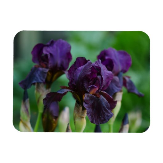 Magnet Flexible Aimant Fleurs Iris Violet (Horizontal)