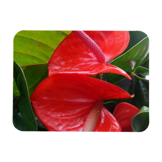 Magnet Flexible Aimant Fleurs rouges 3"x4" (Horizontal)