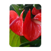 Magnet Flexible Aimant Fleurs rouges 3"x4" (Vertical)