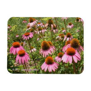 Magnet Flexible Aimant Flexi Coneflowers