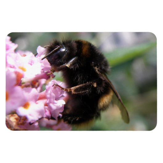 Magnet Flexible Aimant flexi de bourdon et de fleurs roses (Horizontal)