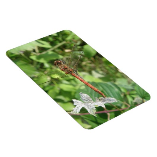 Magnet Flexible Aimant Flexi de libellule de fléchette commune (Côté Droit)